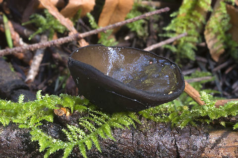 Single cup  Geotagged,Pseudoplectania vogesiaca,United States,Winter