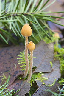 Small cream capped mushrooms  Geotagged,United States,Winter