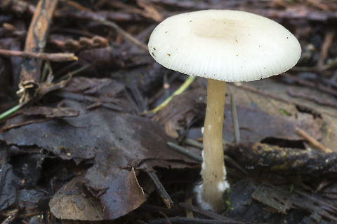 White Waxy Cap  Geotagged,United States,Winter