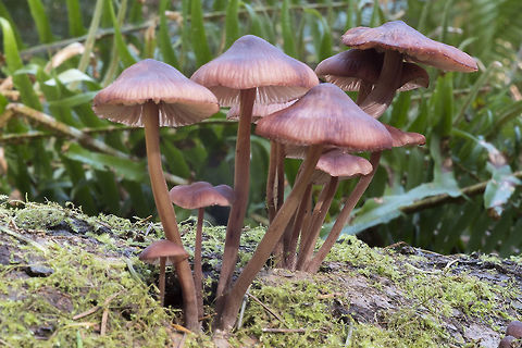 Bleeding Fairy Helmets  Bleeding fairy helmet,Geotagged,Mycena haematopus,United States,Winter