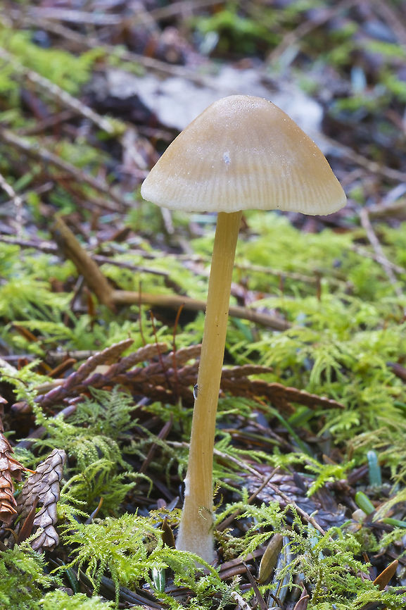 Medium sized yellow mycenoid mushroom  Geotagged,United States,Winter