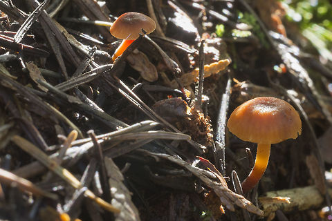 Chromosera cyanophylla  Chromosera cyanophylla,Geotagged,United States,Winter