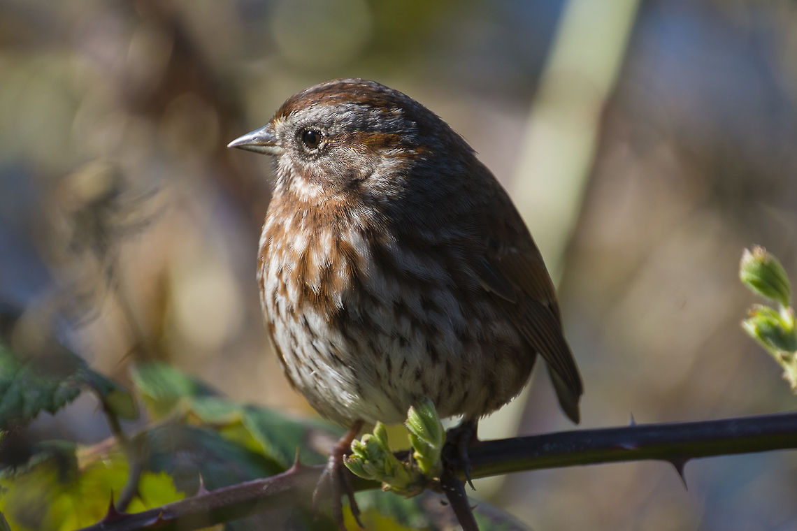 Song Sparrow, Pacific Northwest form  Canada,George C. Reifel Migratory Bird Sanctuary,Geotagged,Melospiza melodia,Song Sparrow,Winter