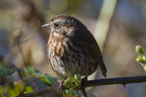 Song Sparrow, Pacific Northwest form  Canada,George C. Reifel Migratory Bird Sanctuary,Geotagged,Melospiza melodia,Song Sparrow,Winter