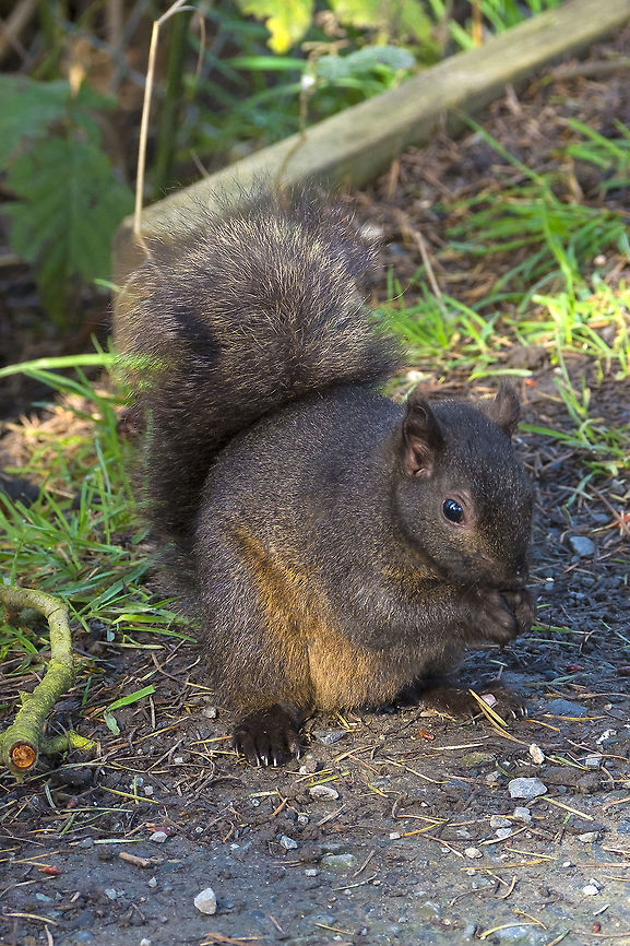 Melanistic squirrel black squirrels were introduced to Vancouver, Canada and have thrived Canada,Eastern gray squirrel,George C. Reifel Migratory Bird Sanctuary,Geotagged,Sciurus carolinensis,Winter