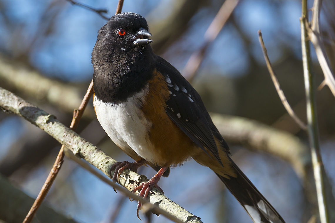 Spotted Towhee these birds though abundant and not shy at the bird sanctuary are usually heard more than seen - they&#039;ve a peculiar mewling call that sounds almost like a cat Canada,George C. Reifel Migratory Bird Sanctuary,Geotagged,Pipilo maculatus,Spotted towhee,Winter