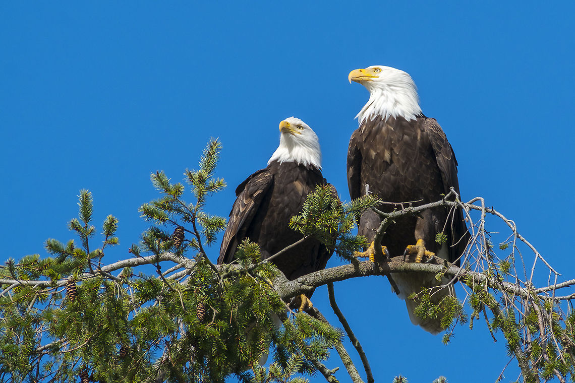 Bald Eagles  Bald Eagle,Canada,Geotagged,Haliaeetus leucocephalus,Winter