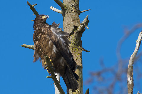Immature Bald Eagle  Bald Eagle,Canada,George C. Reifel Migratory Bird Sanctuary,Geotagged,Haliaeetus leucocephalus,Winter