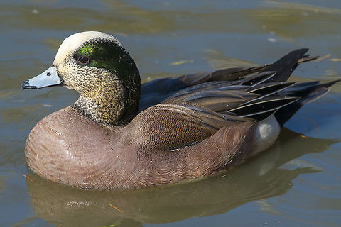 American Widgeon male  American wigeon,Anas americana,Canada,George C. Reifel Migratory Bird Sanctuary,Geotagged,Mareca americana,Winter