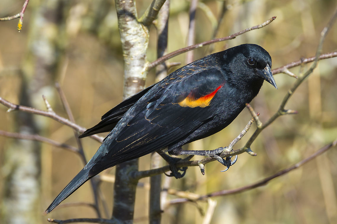 Redwing Blackbird  Agelaius phoeniceus,Canada,George C. Reifel Migratory Bird Sanctuary,Geotagged,Red-winged blackbird,Winter
