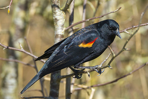 Redwing Blackbird  Agelaius phoeniceus,Canada,George C. Reifel Migratory Bird Sanctuary,Geotagged,Red-winged blackbird,Winter