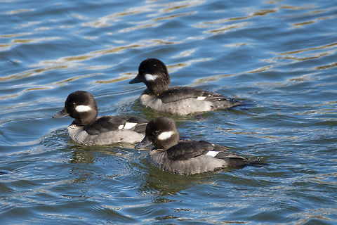 Bufflehead females  Bucephala albeola,Bufflehead,Canada,George C. Reifel Migratory Bird Sanctuary,Geotagged,Winter