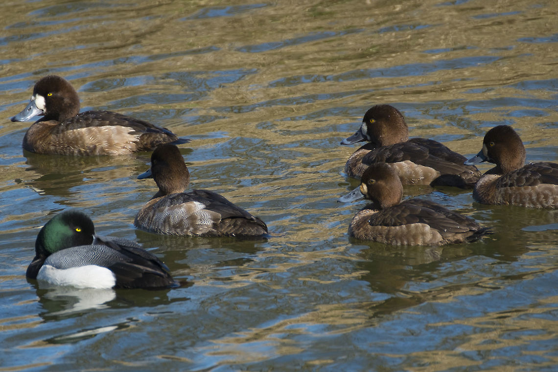 Lesser Scaups mostly female - male with breeding plumage in front Aythya affinis,Canada,George C. Reifel Migratory Bird Sanctuary,Geotagged,Lesser scaup,Winter