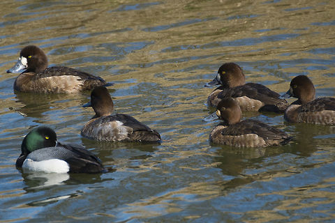 Lesser Scaups mostly female - male with breeding plumage in front Aythya affinis,Canada,George C. Reifel Migratory Bird Sanctuary,Geotagged,Lesser scaup,Winter