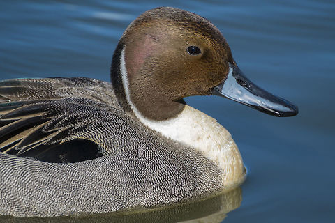 Northern Pintail  Anas acuta,Canada,George C. Reifel Migratory Bird Sanctuary,Geotagged,Northern Pintail,Winter