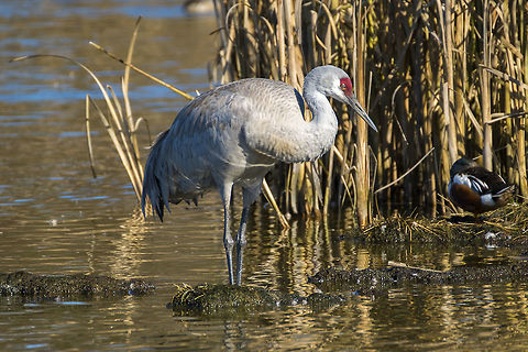 Sandhill crane  Canada,George C. Reifel Migratory Bird Sanctuary,Geotagged,Grus canadensis,Sandhill Crane,Winter