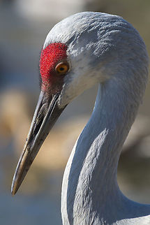 Sandhill Crane  Canada,George C. Reifel Migratory Bird Sanctuary,Geotagged,Grus canadensis,Sandhill Crane,Winter