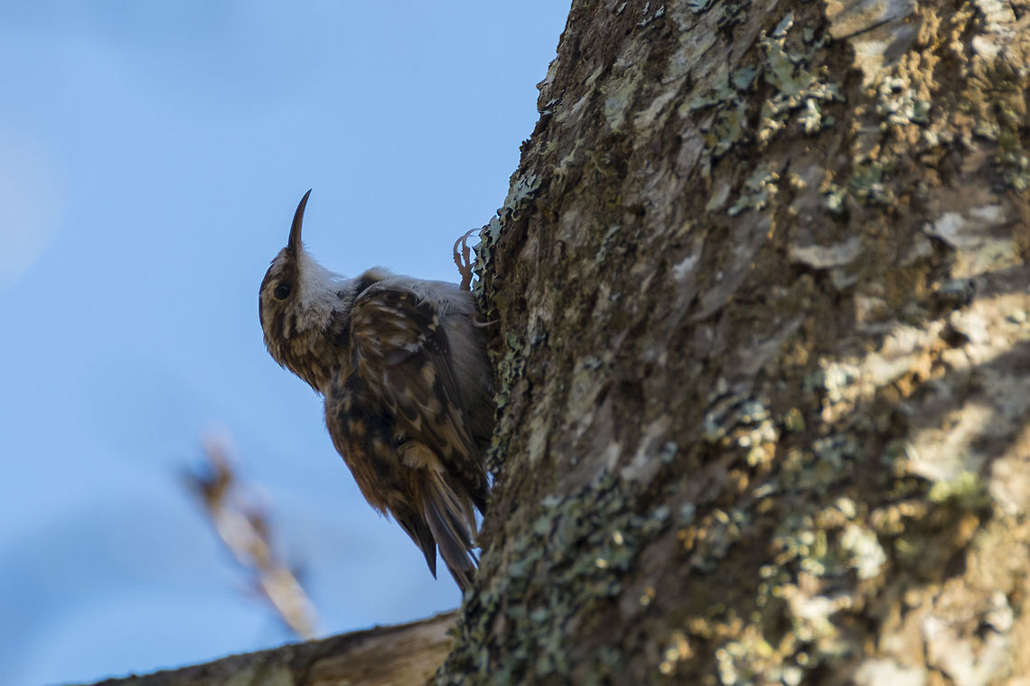 Brown Creeper  Brown creeper,Canada,Certhia americana,George C. Reifel Migratory Bird Sanctuary,Geotagged,Winter