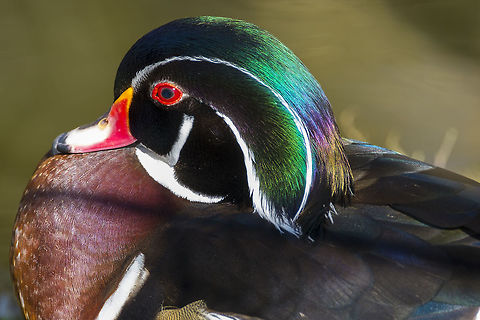 Wood Duck detail  Aix sponsa,Canada,George C. Reifel Migratory Bird Sanctuary,Geotagged,Winter,Wood duck