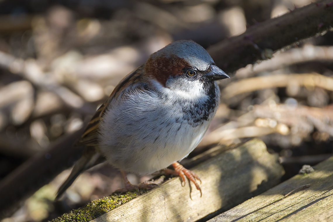 Male House Sparrow  Canada,George C. Reifel Migratory Bird Sanctuary,Geotagged,House sparrow,Passer domesticus,Winter
