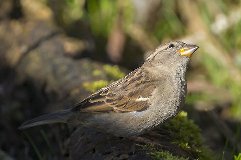 House Sparrow female  Canada,George C. Reifel Migratory Bird Sanctuary,Geotagged,House sparrow,Passer domesticus,Winter