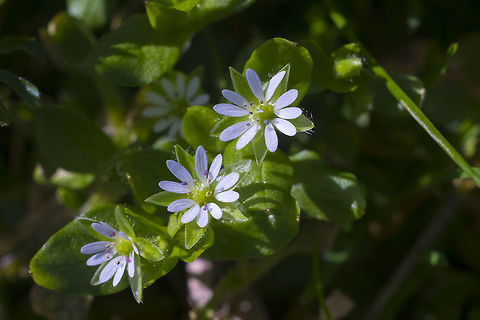 Common Chickweed  Canada,Common chickweed,Geotagged,Stellaria media,Winter
