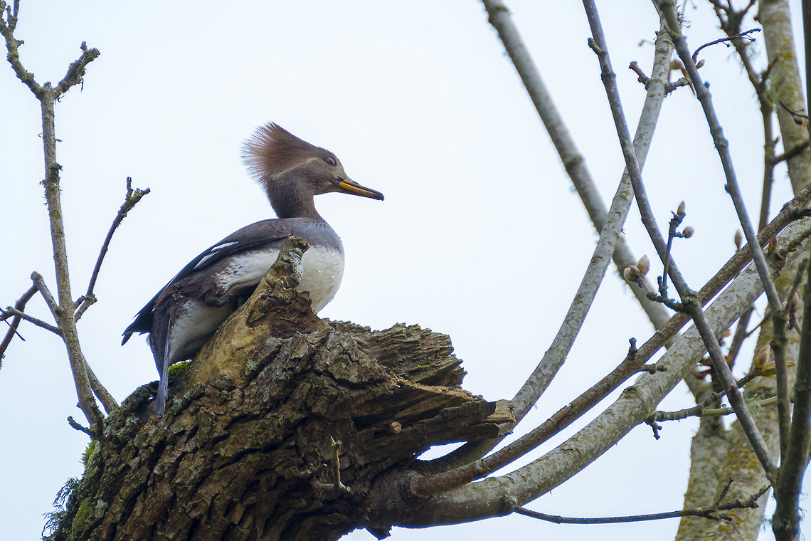 Female Hooded Merganzer these ducks, like wood ducks and mandarin ducks are comfortable and even nest, up in trees Geotagged,Hooded Merganser,Lophodytes cucullatus,United States,Winter