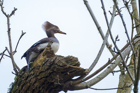 Female Hooded Merganzer these ducks, like wood ducks and mandarin ducks are comfortable and even nest, up in trees Geotagged,Hooded Merganser,Lophodytes cucullatus,United States,Winter