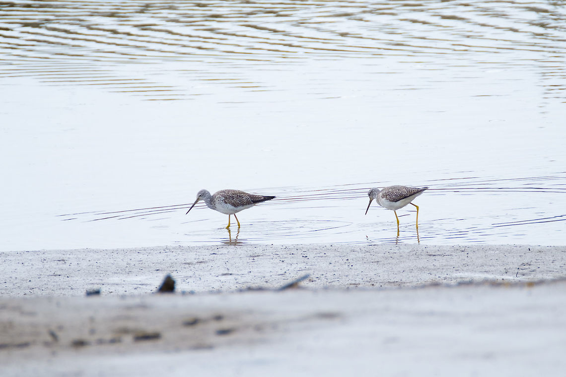 Greater Yellowlegs Lesser Yellowlegs are nearly identical&hellip; but they are not listed in the species list for this sanctuary Geotagged,Greater Yellowlegs,Tringa melanoleuca,United States,Winter