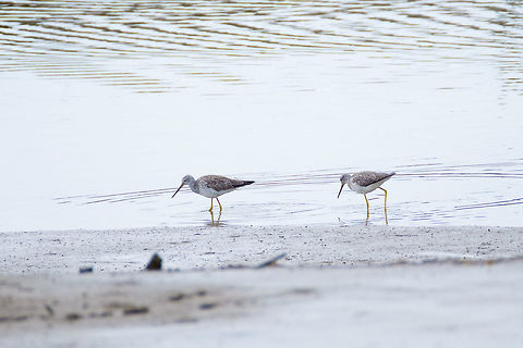 Greater Yellowlegs Lesser Yellowlegs are nearly identical… but they are not listed in the species list for this sanctuary Geotagged,Greater Yellowlegs,Tringa melanoleuca,United States,Winter