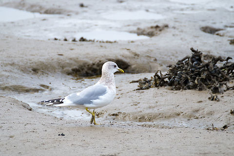 Mew Gull, second winter plumage  Common gull,Geotagged,Larus canus,United States,Winter