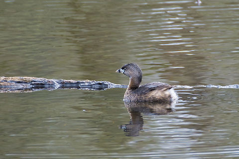 Pied-bill Grebe  Geotagged,Pied-billed grebe,Podilymbus podiceps,United States,Winter