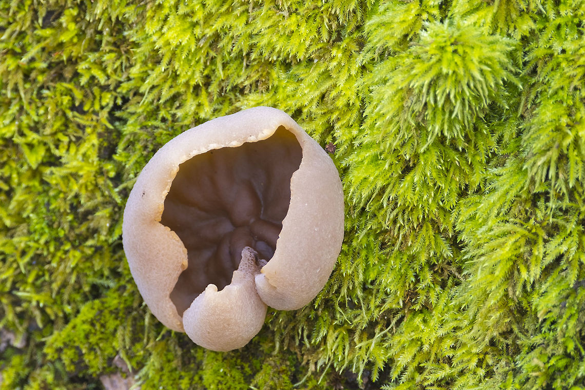 Peziza arvernensis Large tan cups growing on an old maple tree Geotagged,Peziza arvernensis,United States,Winter