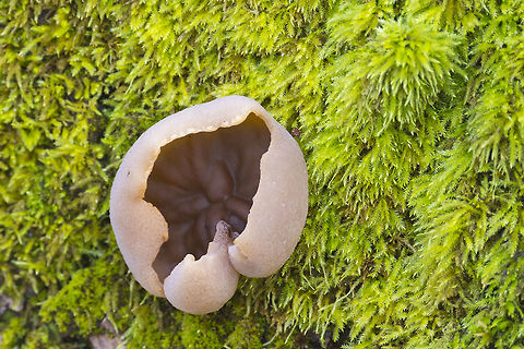 Peziza arvernensis Large tan cups growing on an old maple tree Geotagged,Peziza arvernensis,United States,Winter