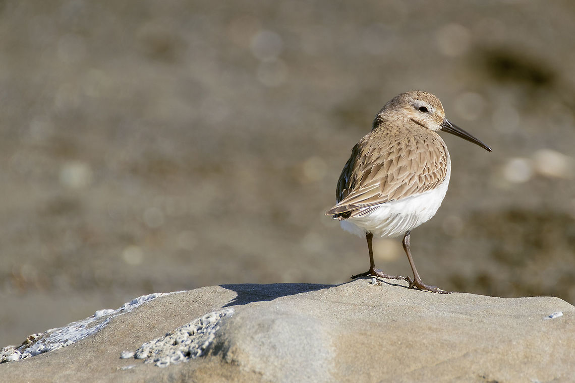 Western Sandpiper ♀ I'm pretty sure it's a female, based on the long slightly drooping beak, males have a shorter beak. Calidris mauri,Geotagged,United States,Western sandpiper,Winter