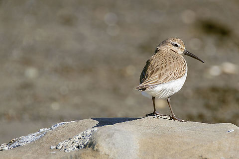 Western Sandpiper ♀ I'm pretty sure it's a female, based on the long slightly drooping beak, males have a shorter beak. Calidris mauri,Geotagged,United States,Western sandpiper,Winter