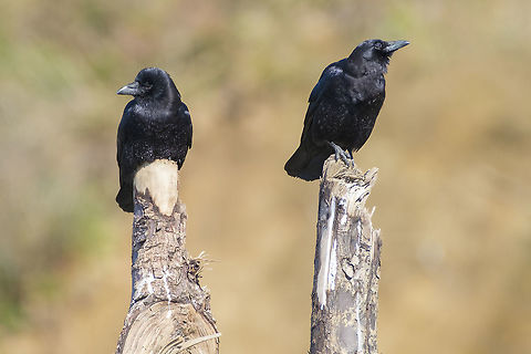 Crows on the beach It is unclear that the Northwest crow is truly a separate species from the American crow, but for the time being they do have a separate designation. Time and genetics may someday combine the two. Corvus caurinus,Geotagged,Northwestern crow,United States,Winter