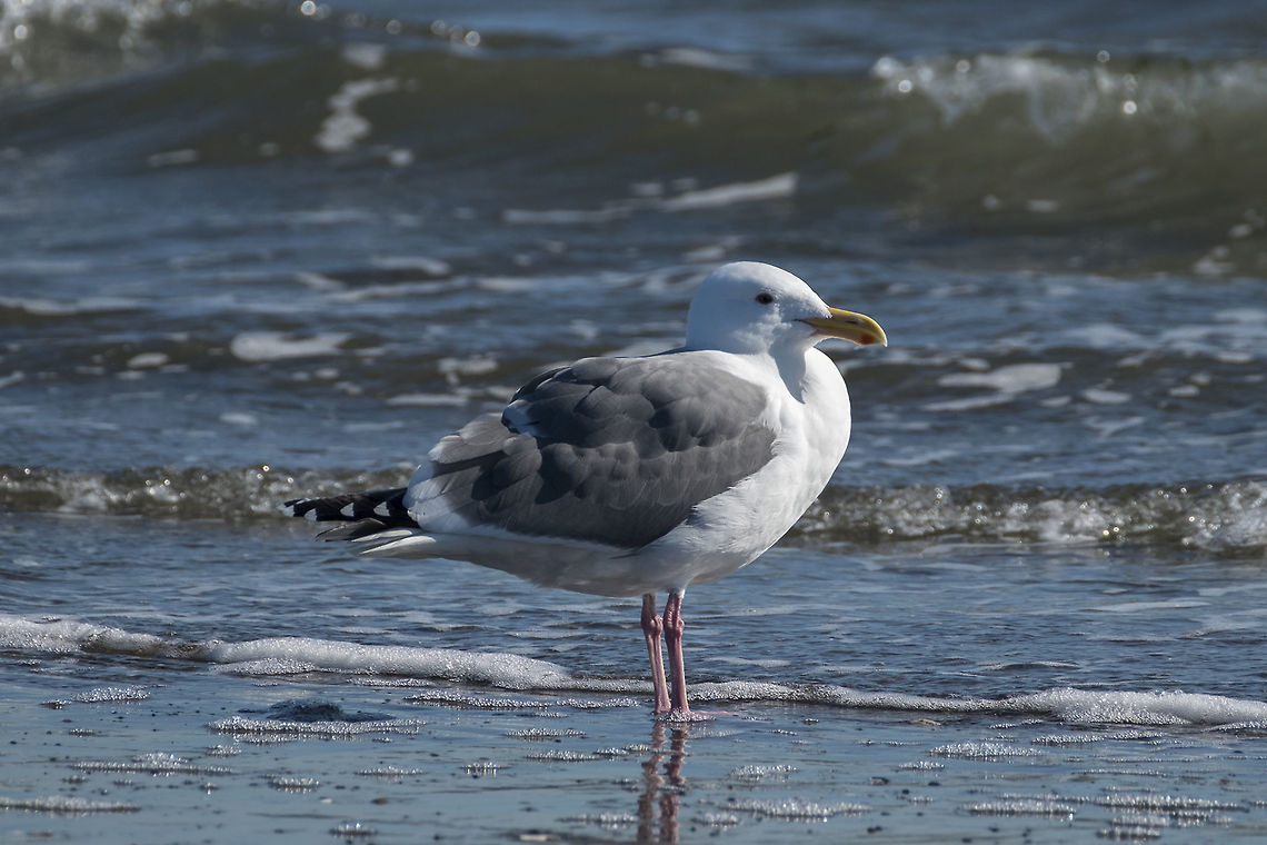 Western Gull, breeding adult  Geotagged,Larus occidentalis,United States,Western gull,Winter