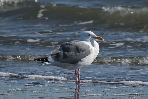 Western Gull, breeding adult  Geotagged,Larus occidentalis,United States,Western gull,Winter