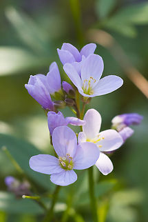 Nuttall's Toothwort  Cardamine nuttallii,Geotagged,Nuttall's toothwort,United States,Winter