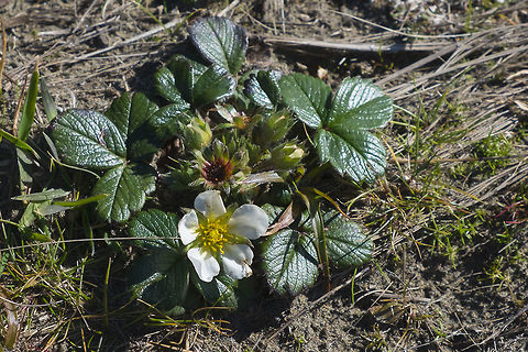 Beach Strawberry said to be one of the parents of the cultivated strawberry Fragaria chiloensis,Geotagged,United States,Winter