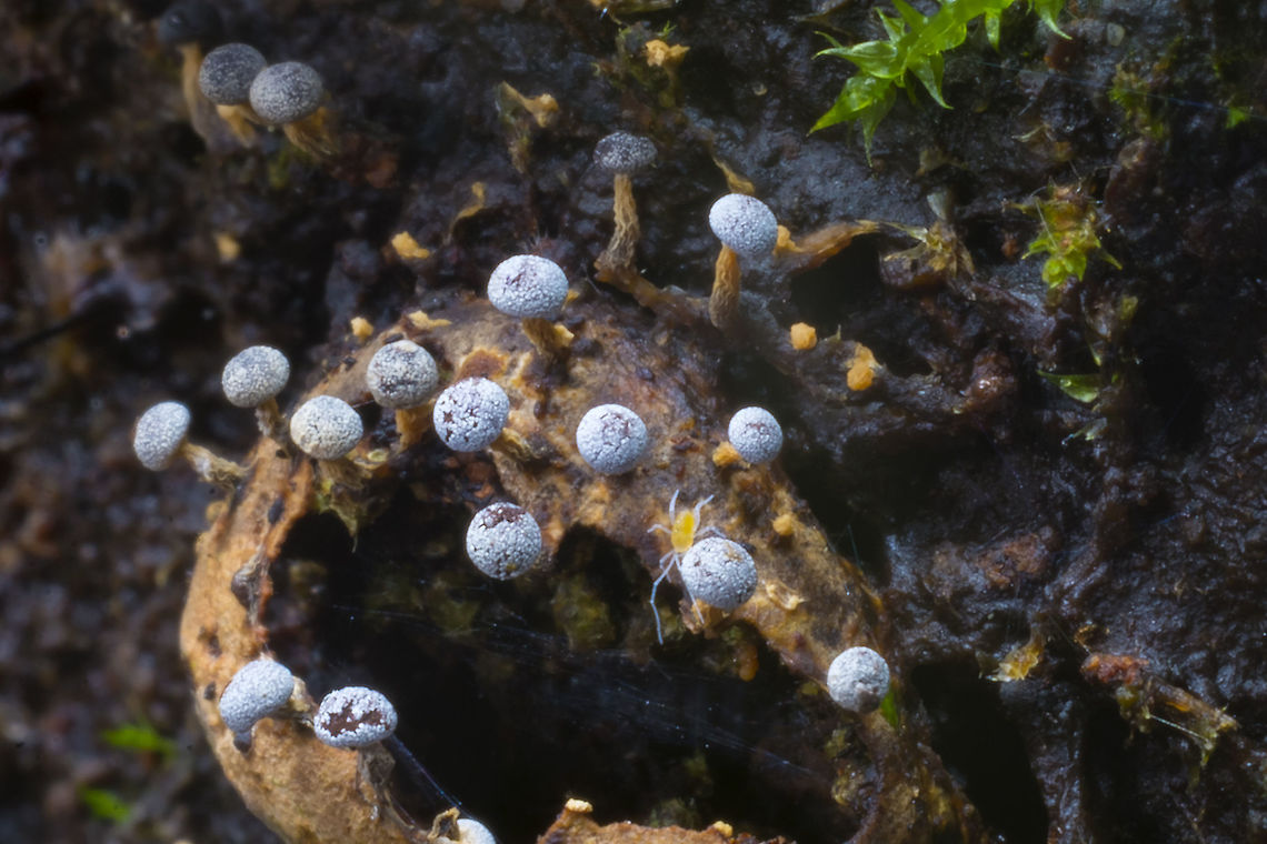 Wonderful world of slimes I love slime molds and their incredible tiny forms. There&#039;s a bonus little yellow mite or spider of some sort too. I believe the slime mold is probably a Didymium species, but further reliable information may be hard to pin down... Geotagged,United States,Winter