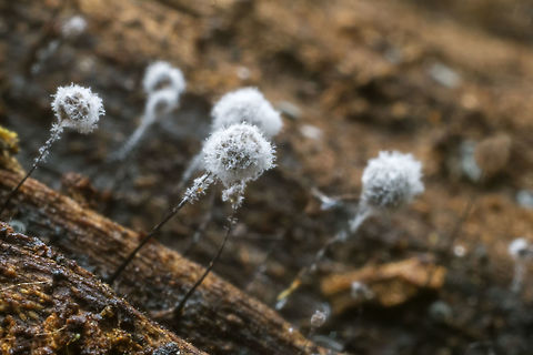 Fuzzy little slimes I believe this is yet another stage in the life of C. nigra. It will finally become a brown airy ball before the spores blow away. Comatricha nigra,Geotagged,United States,Winter