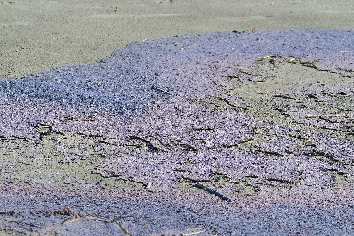 Purple Tide?! All of the ocean beaches I visited yesterday were covered at the tide line by an odd purple crust. At first I thought it was plant in origin, but looking it up, it was actually a mass stranding of giant rafts of tiny sea creatures. They can get much bigger, but these colonies were made up of very small, probably around 1cm, animals and I'm guessing they were blown ashore during the big storm we had last week. They were mostly dried up (thankfully - as the moist areas were rather stinky) and large pieces of the mat were starting to peel up and blow around.  Geotagged,United States,Velella velella,Winter