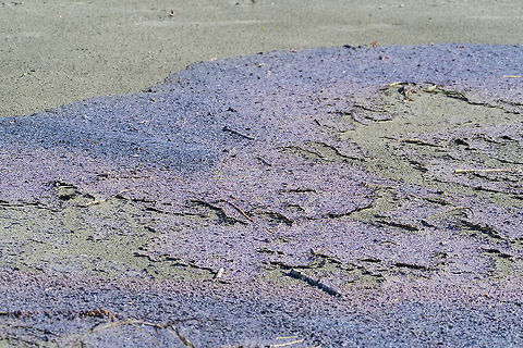 Purple Tide?! All of the ocean beaches I visited yesterday were covered at the tide line by an odd purple crust. At first I thought it was plant in origin, but looking it up, it was actually a mass stranding of giant rafts of tiny sea creatures. They can get much bigger, but these colonies were made up of very small, probably around 1cm, animals and I'm guessing they were blown ashore during the big storm we had last week. They were mostly dried up (thankfully - as the moist areas were rather stinky) and large pieces of the mat were starting to peel up and blow around.  Geotagged,United States,Velella velella,Winter
