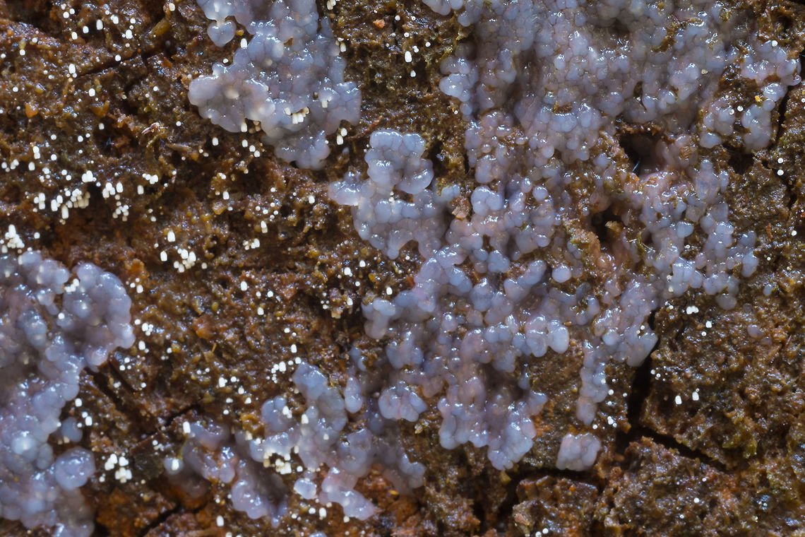 Waxy Crust This looks very much like Sebacina epigaea, except for the color… this has a definite blue/purple tint to it, which is what caught my eye in the first place. After looking at the photo, I also want to go back and explore the little white dots, which I think may be Henningsomyces candidus Geotagged,United States,Winter