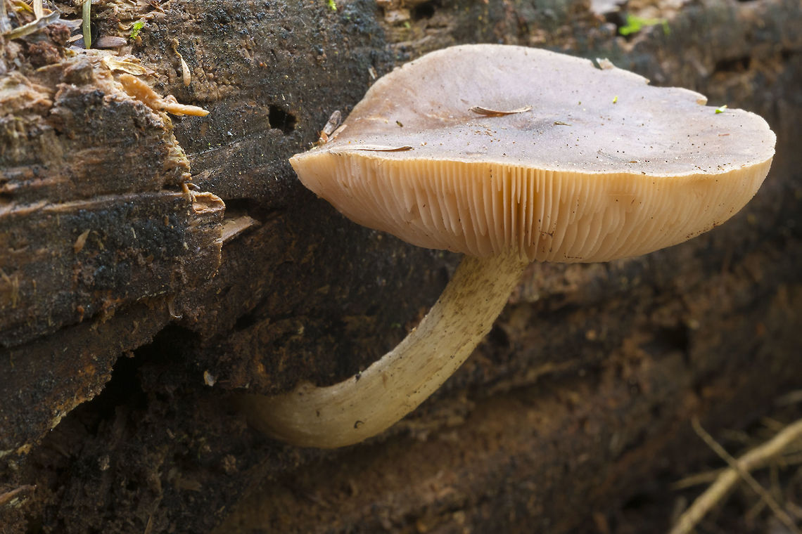 Large dull mushroom on old wood  Geotagged,United States,Winter