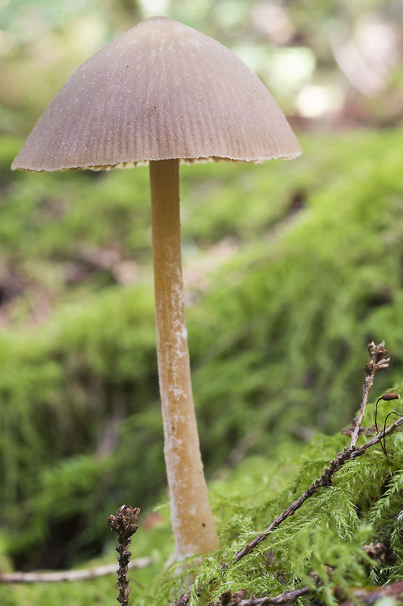 Medium sized mycenoid mushroom  Geotagged,United States,Winter