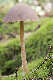 Medium sized mycenoid mushroom  Geotagged,United States,Winter