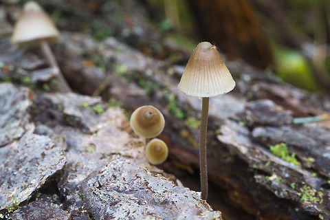 Tri-toned caps  Geotagged,United States,Winter